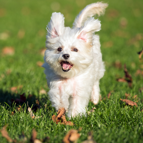 Wuchta Łap Dogtrekking - Trasa Maltańczyk Drużyna 2 osoby